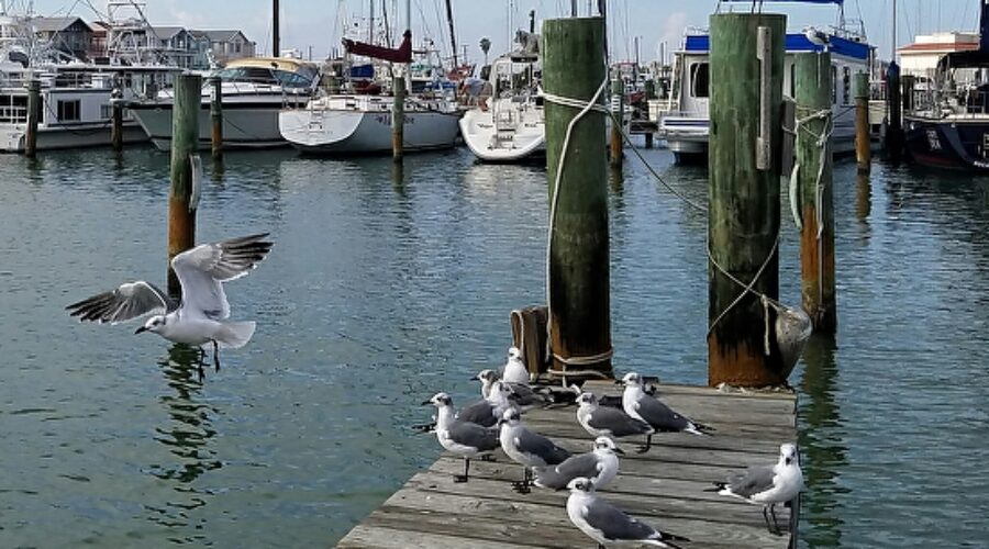 Port Aransas & Corpus Christi