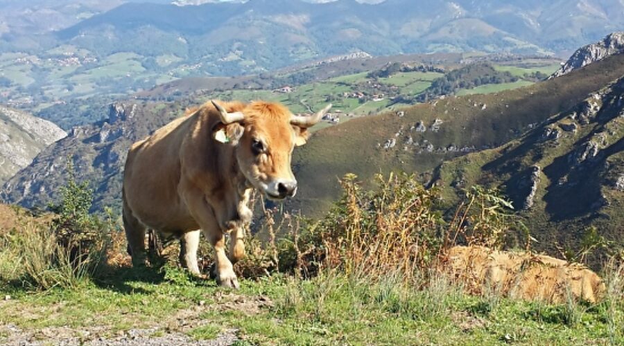 Picos de Europa