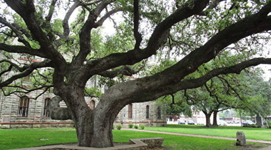 Goliad